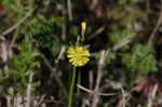 Oriental false hawksbeard